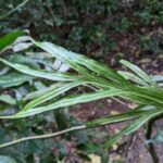 Maybe – Pleopeltis christensenii – Polypodiaceae – Punta Leona Wildlife Refuge (11) (Pleopeltis christensenii)