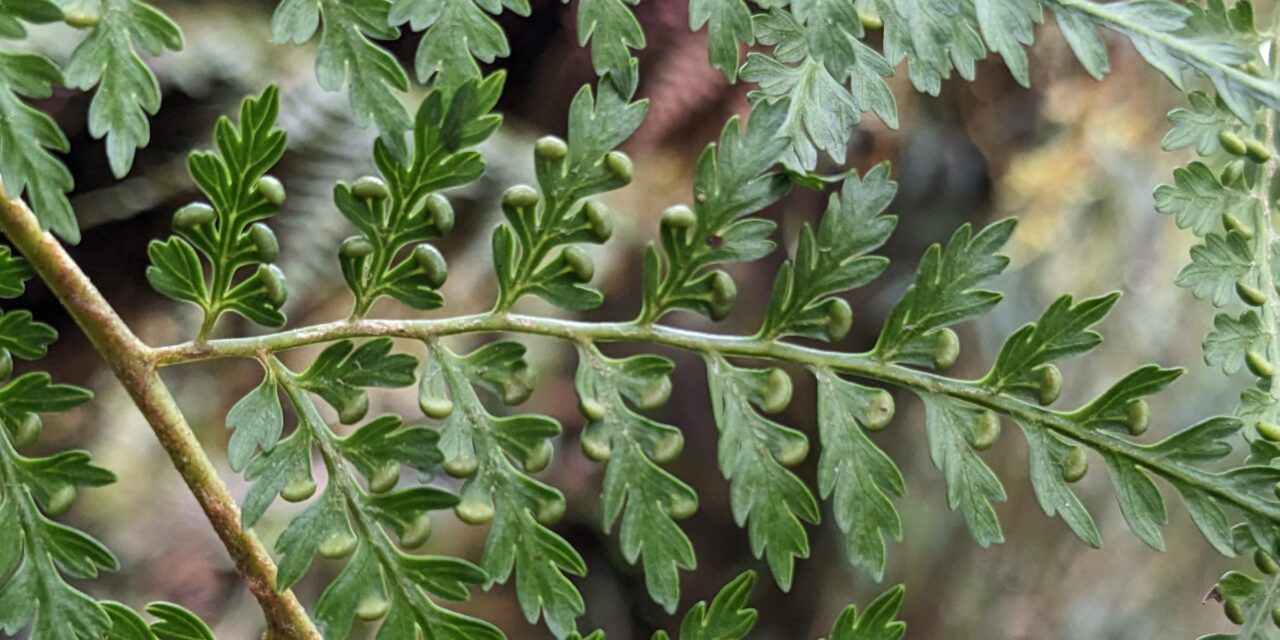Culcita coniifolia