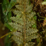 Hymenophyllum dependens