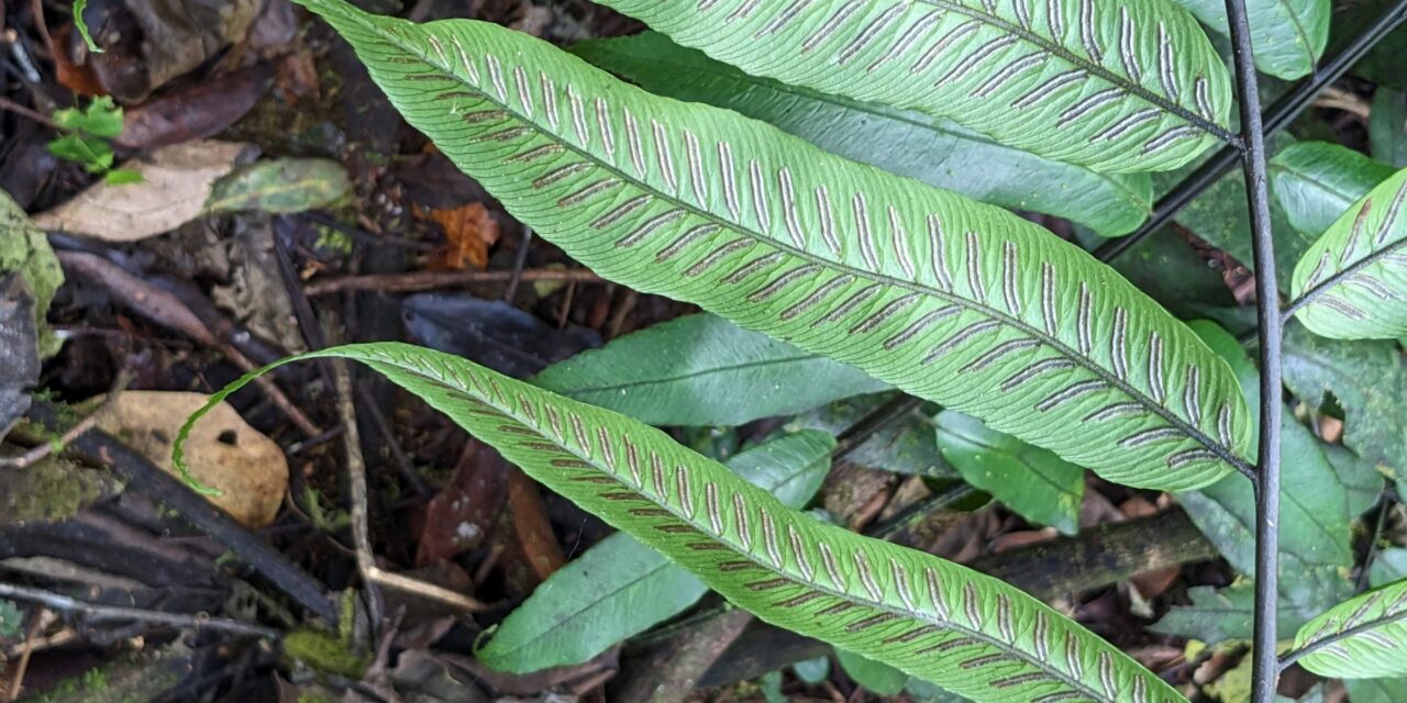 Diplazium obscurum