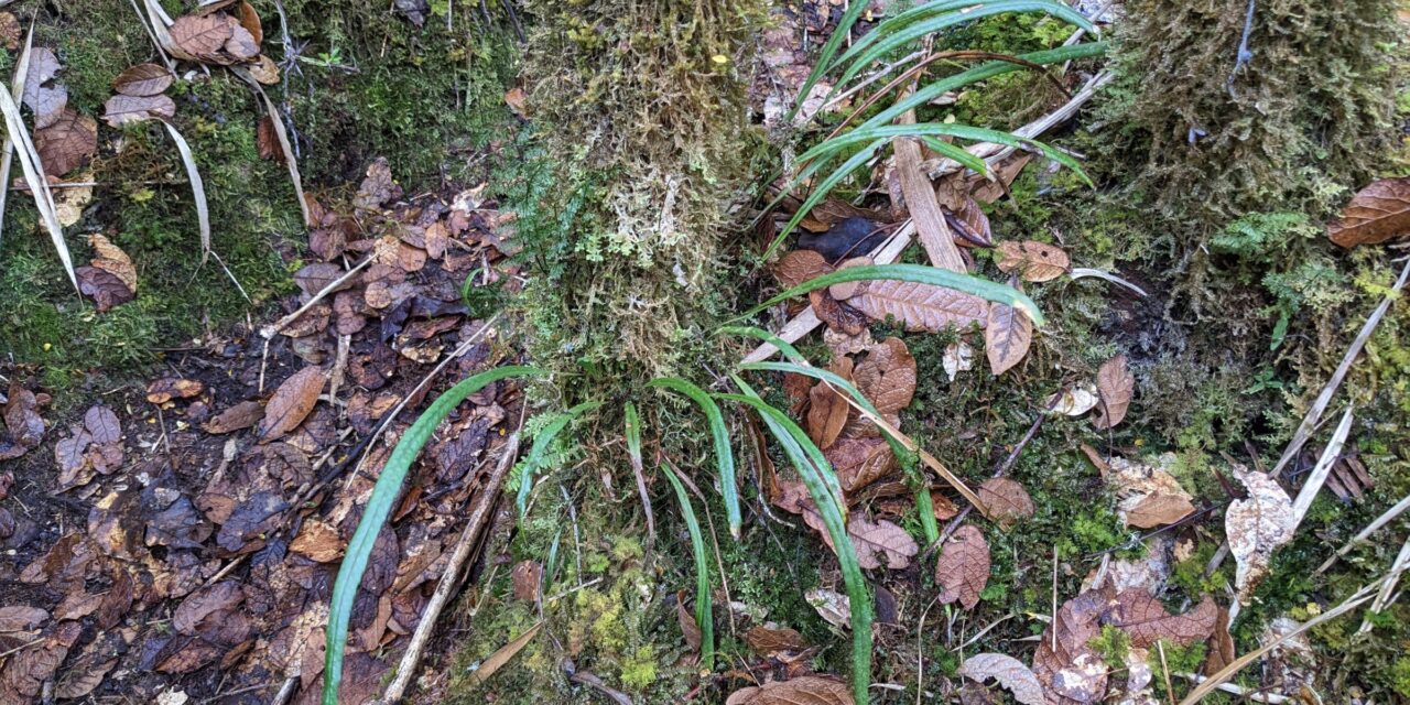 Campyloneurum angustifolium