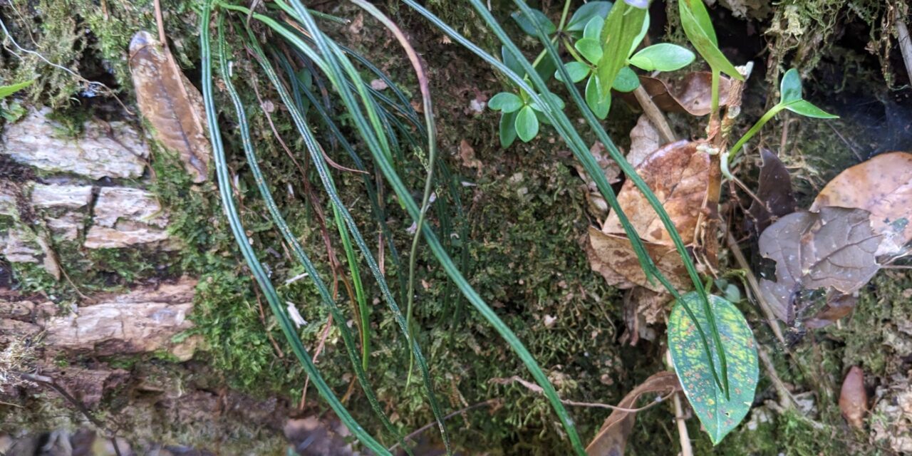 Vittaria graminifolia