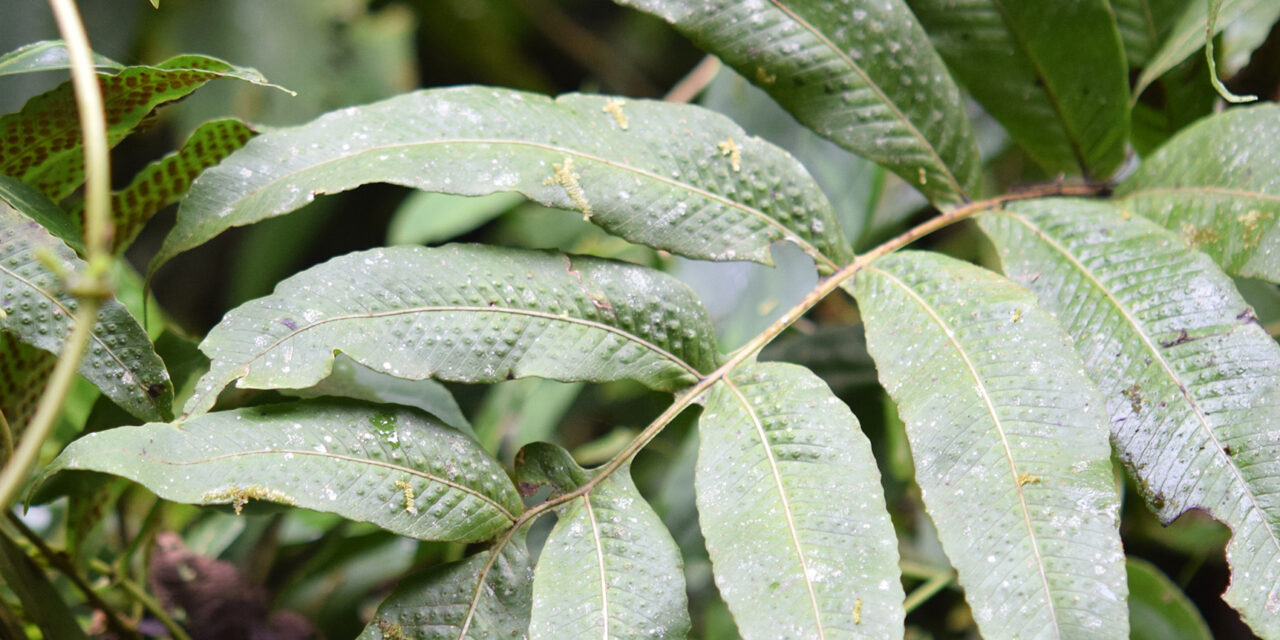 Serpocaulon adnatum