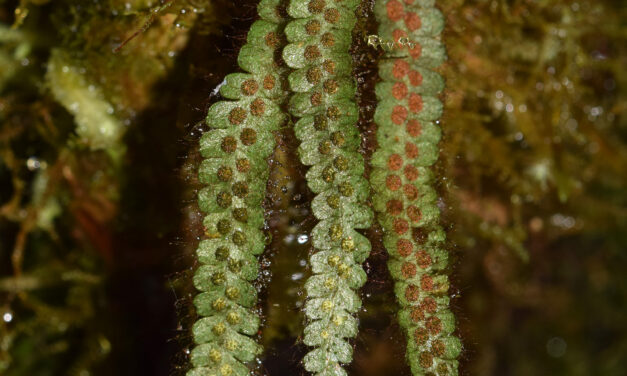 Moranopteris cf. truncicola
