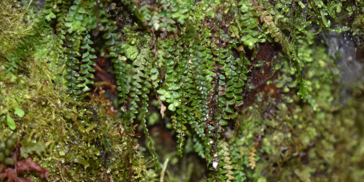 Alansmia elastica