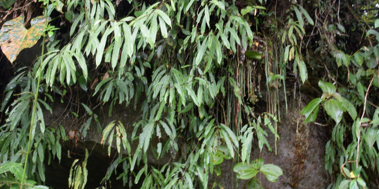 Oleandra costaricensis