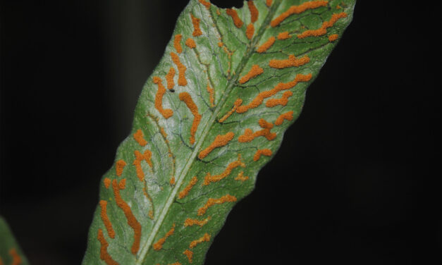 Pleopeltis bradeorum