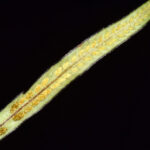 Grammitis bryophila