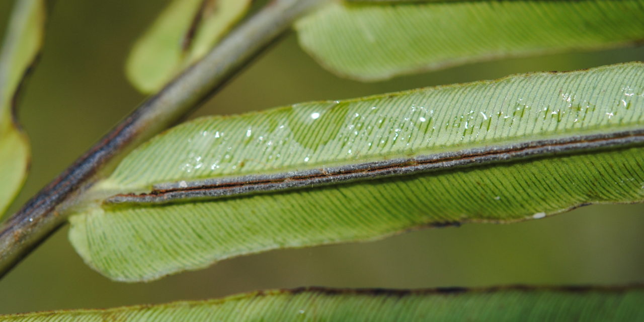 Blechnopsis orientalis