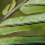 Blechnopsis orientalis