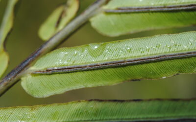 Blechnopsis orientalis