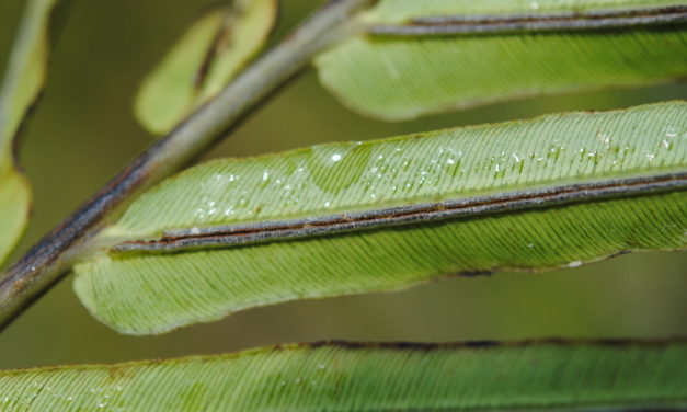 Blechnopsis orientalis