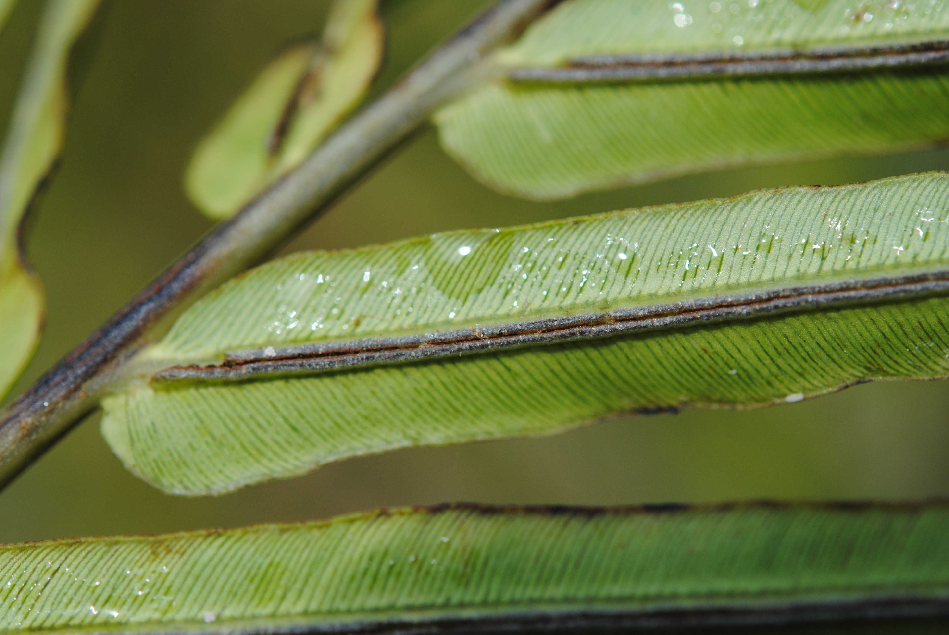 Blechnopsis orientalis