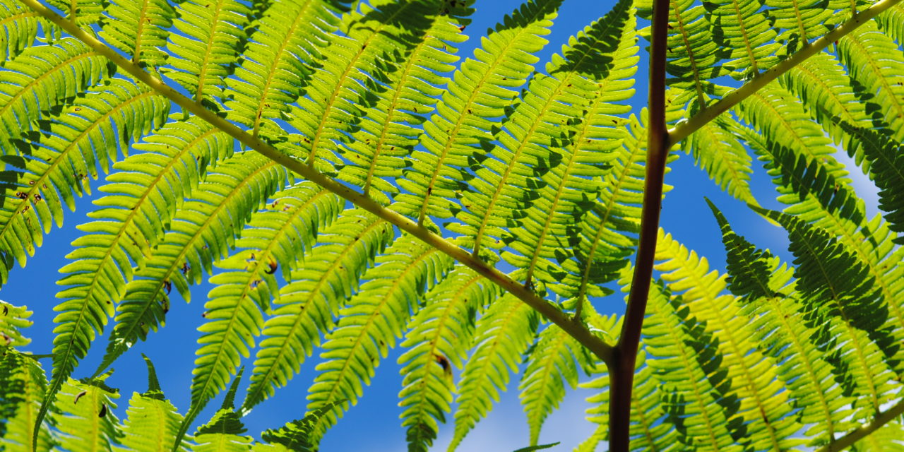 Cyathea arborea