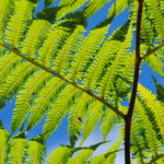 Cyathea arborea