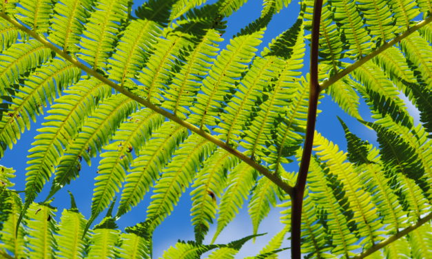 Cyathea arborea