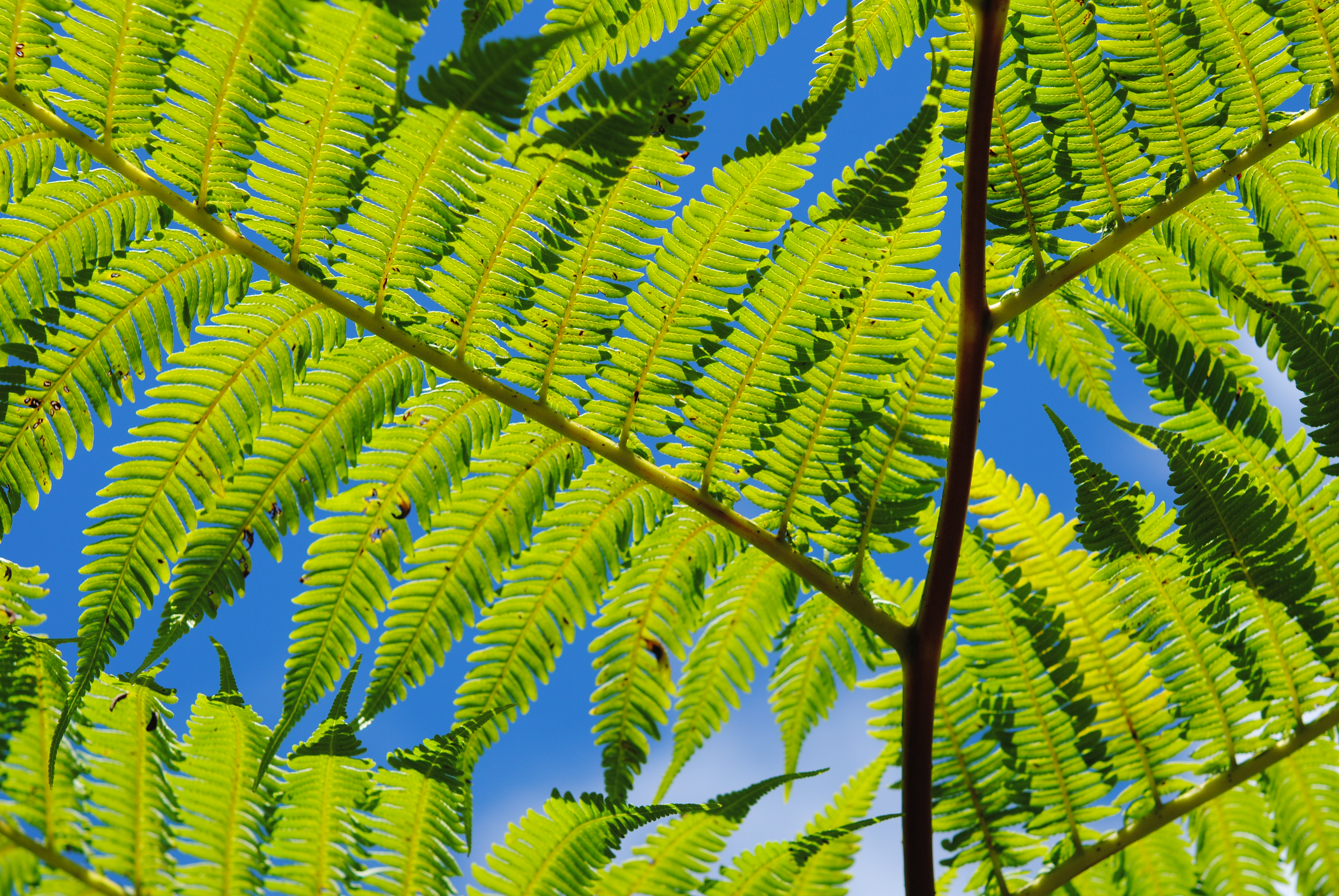 Cyathea arborea