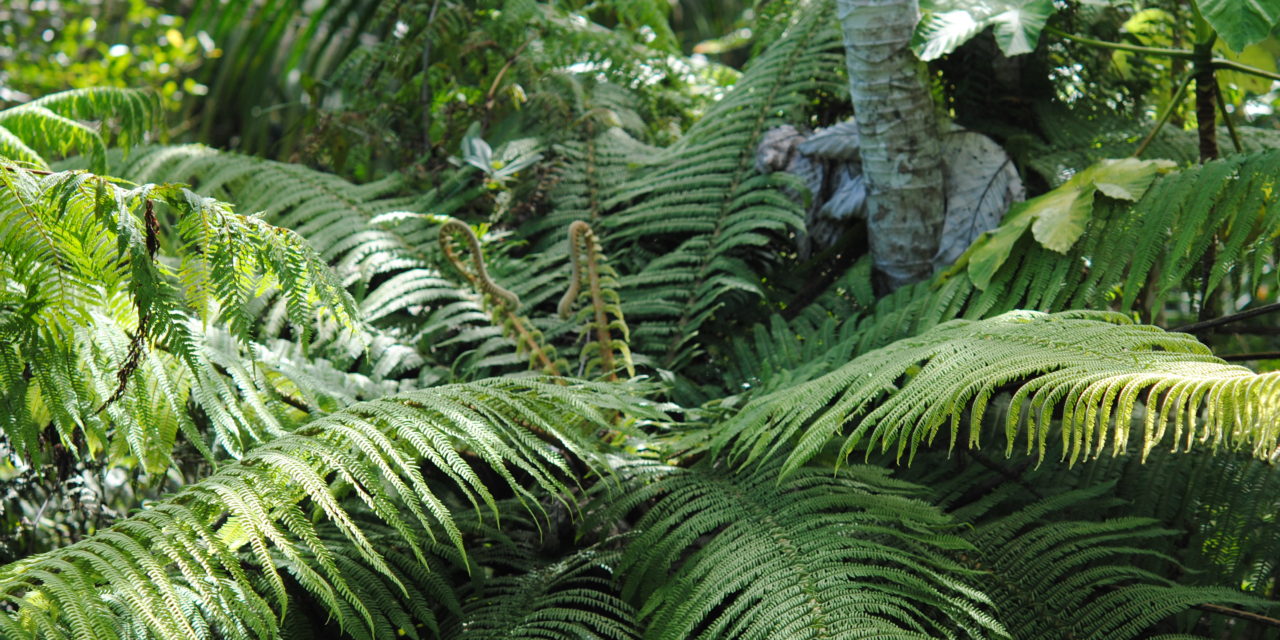 Cyathea bryophila