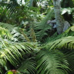 Cyathea bryophila