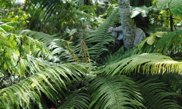 Cyathea bryophila