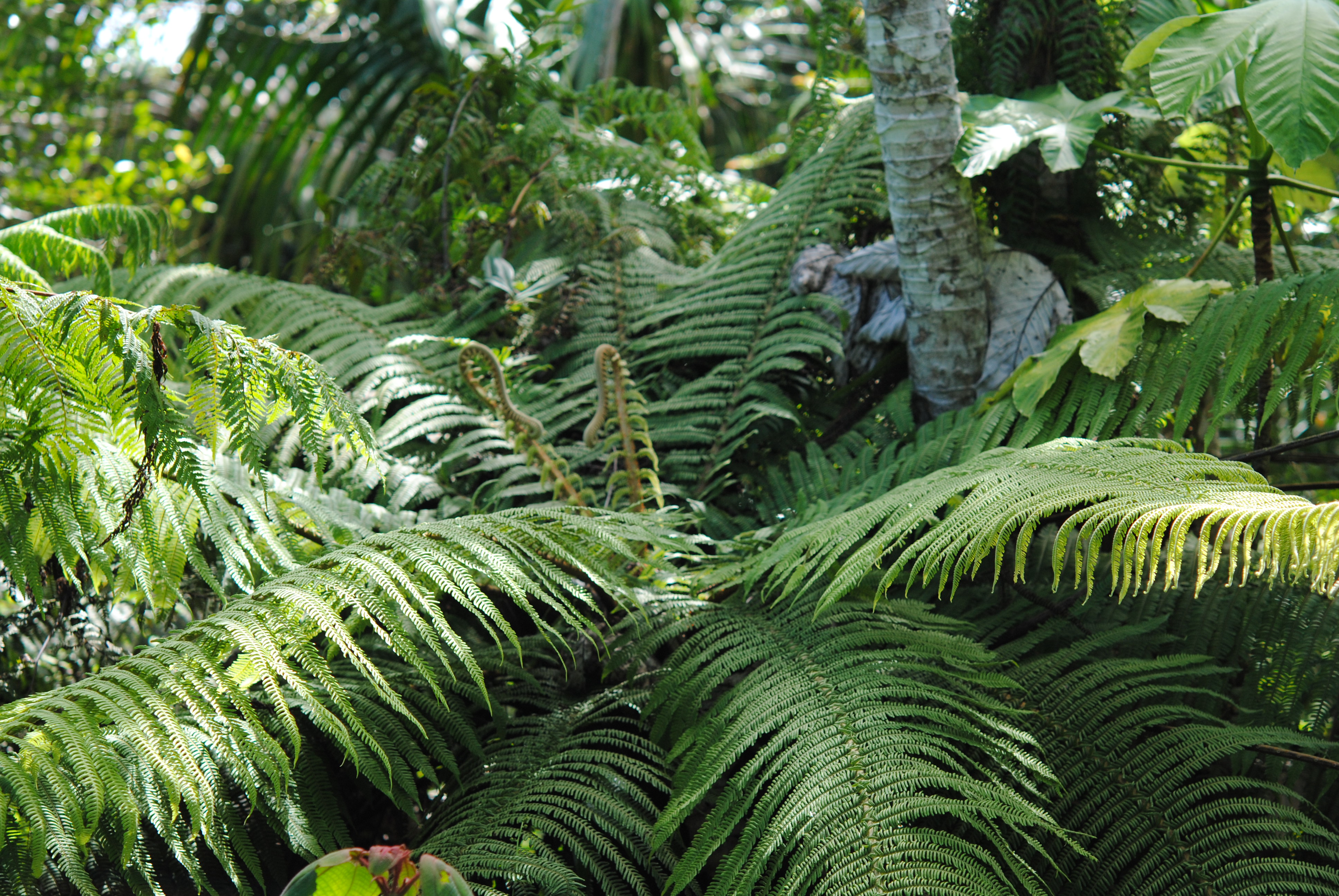 Cyathea bryophila