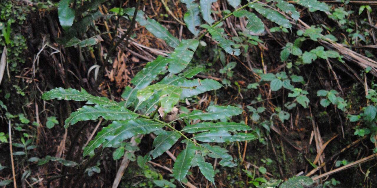 Danaea nodosa