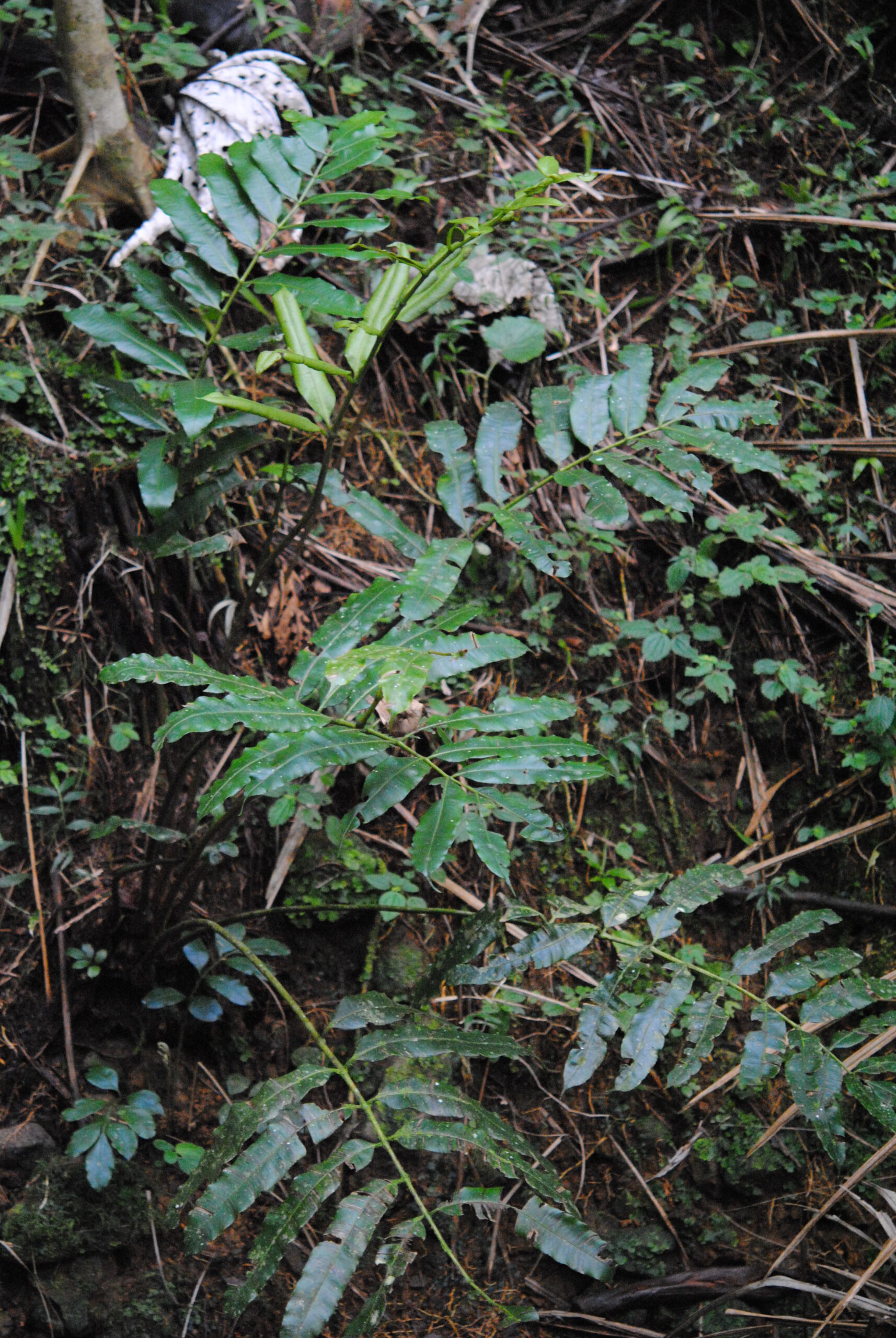 Danaea nodosa