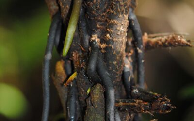 Diplazium centripetale