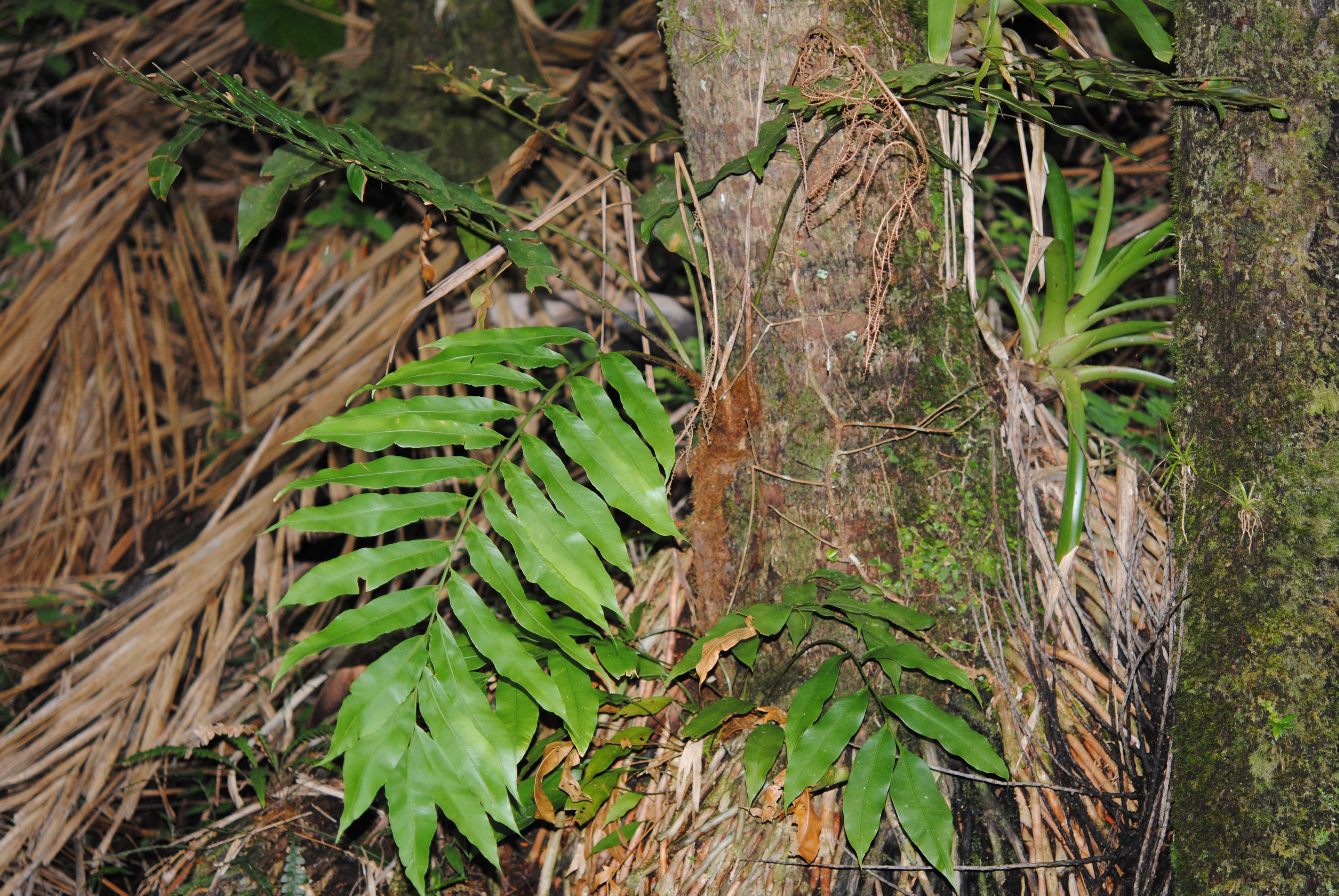 Olfersia cervina