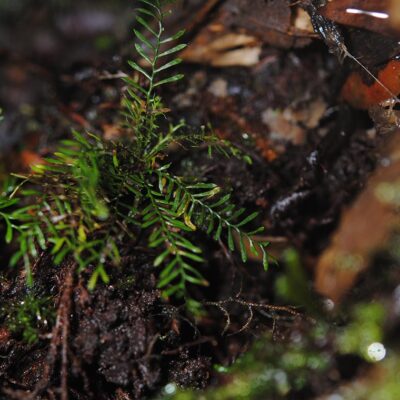 Sundue 2235 Calymmodon clavifer (Hook.) T. Moore_3 (Calymmodon clavifer)