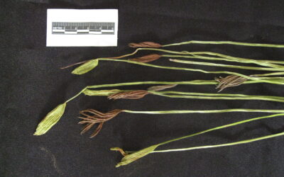 Actinostachys pennula