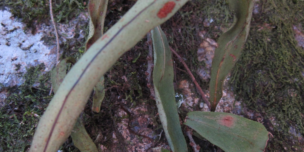 Pleopeltis astrolepis