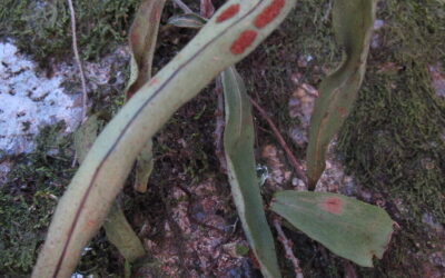 Pleopeltis astrolepis