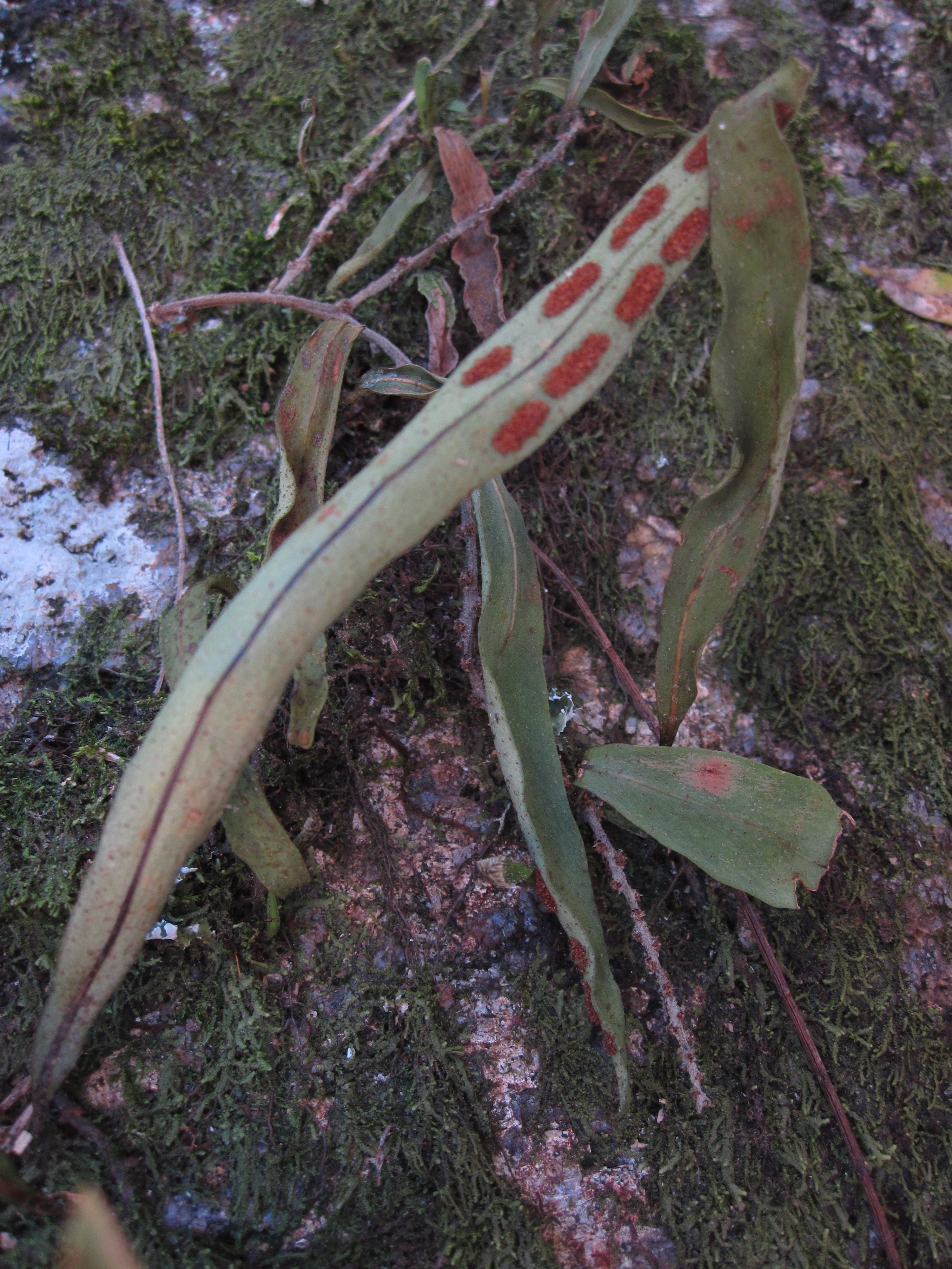 Pleopeltis astrolepis