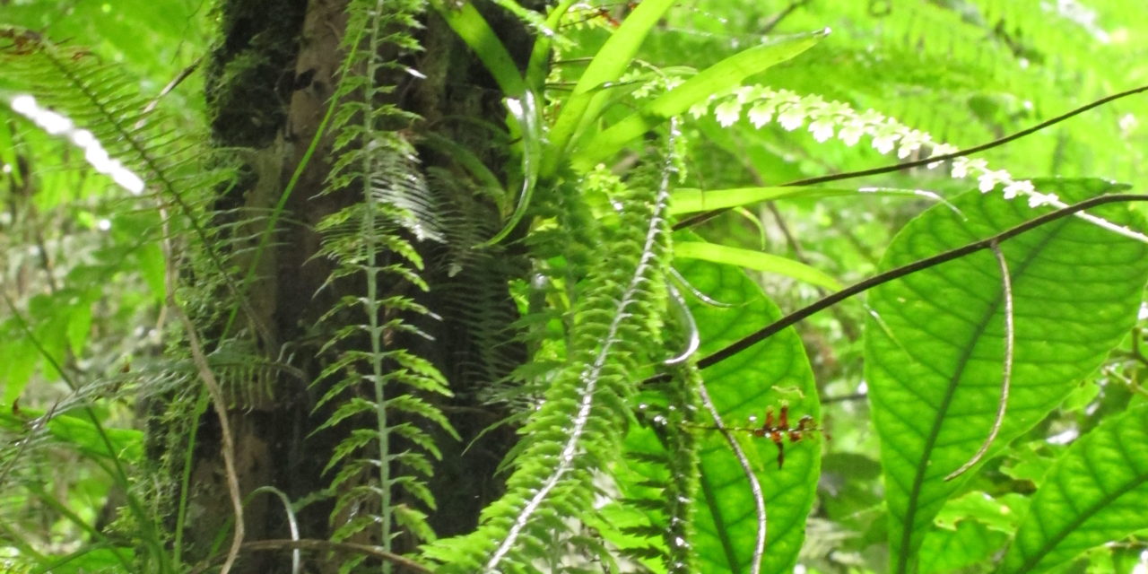 Asplenium mucronatum