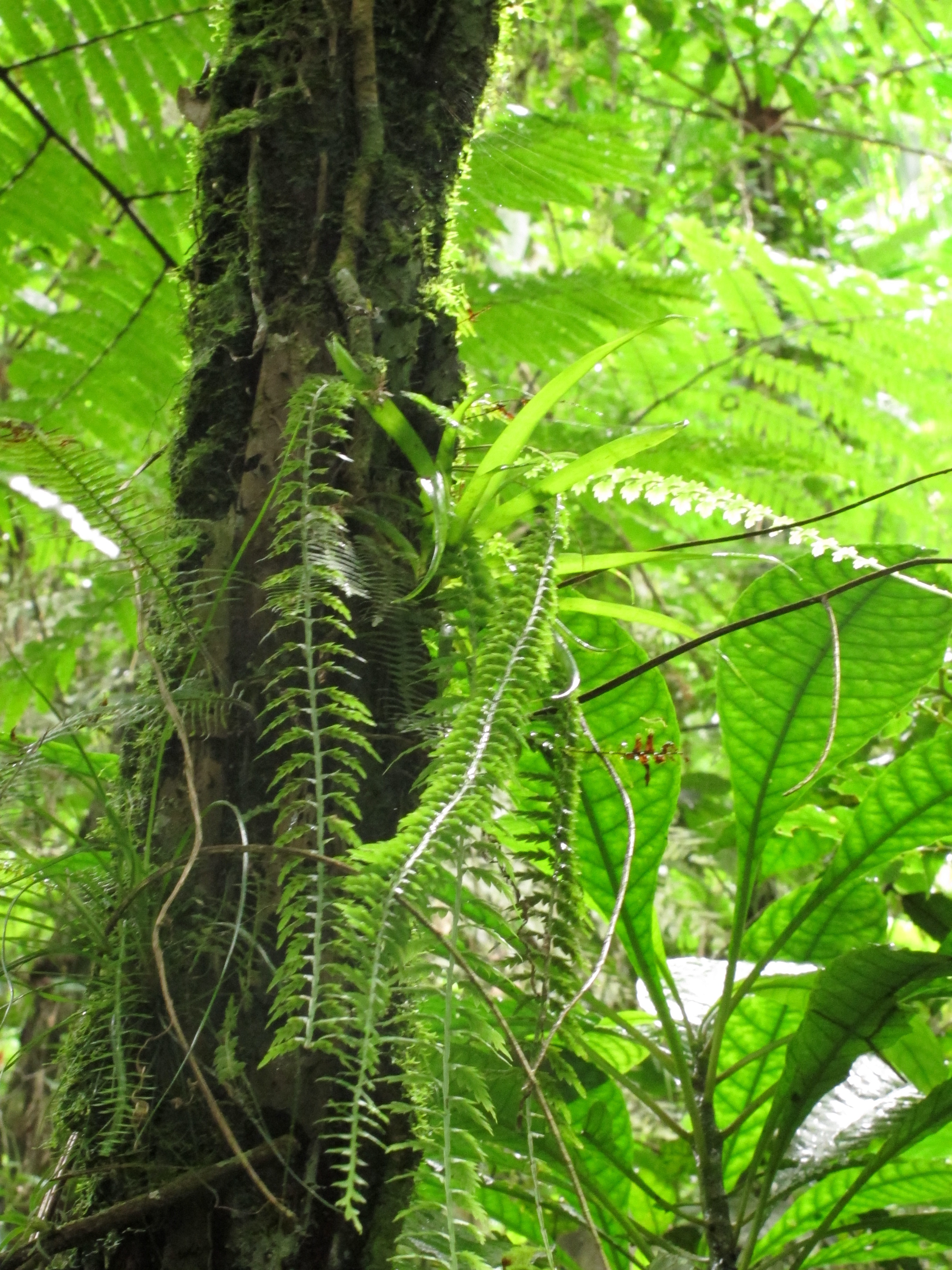 Asplenium mucronatum