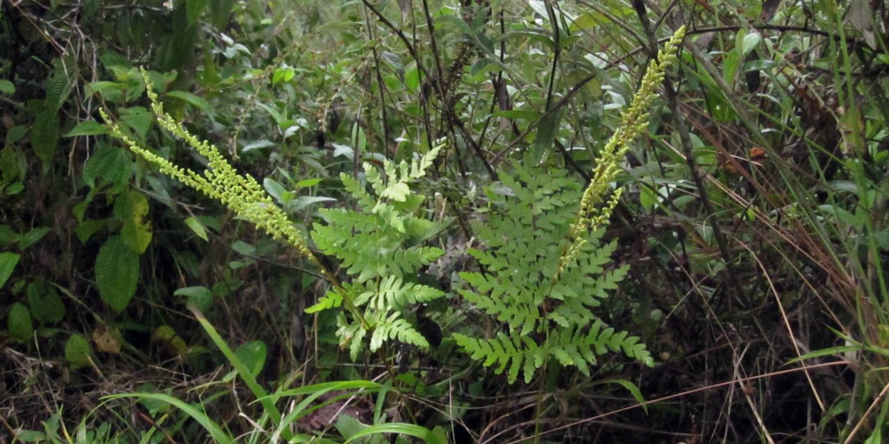 Anemia tomentosa