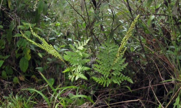 Anemia tomentosa