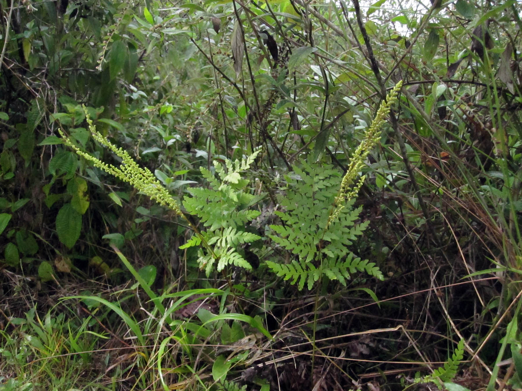 Anemia tomentosa