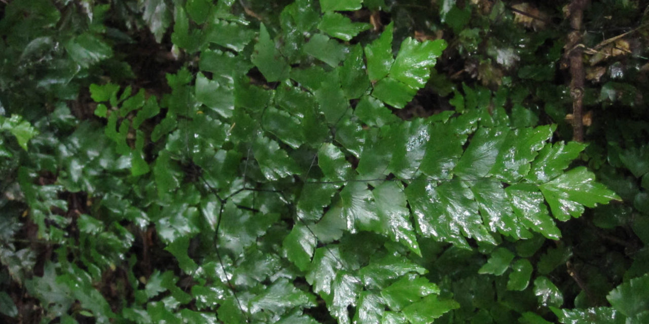 Adiantum pentadactylon