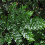 Adiantum pentadactylon