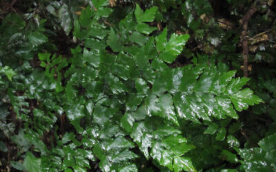 Adiantum pentadactylon