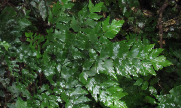 Adiantum pentadactylon