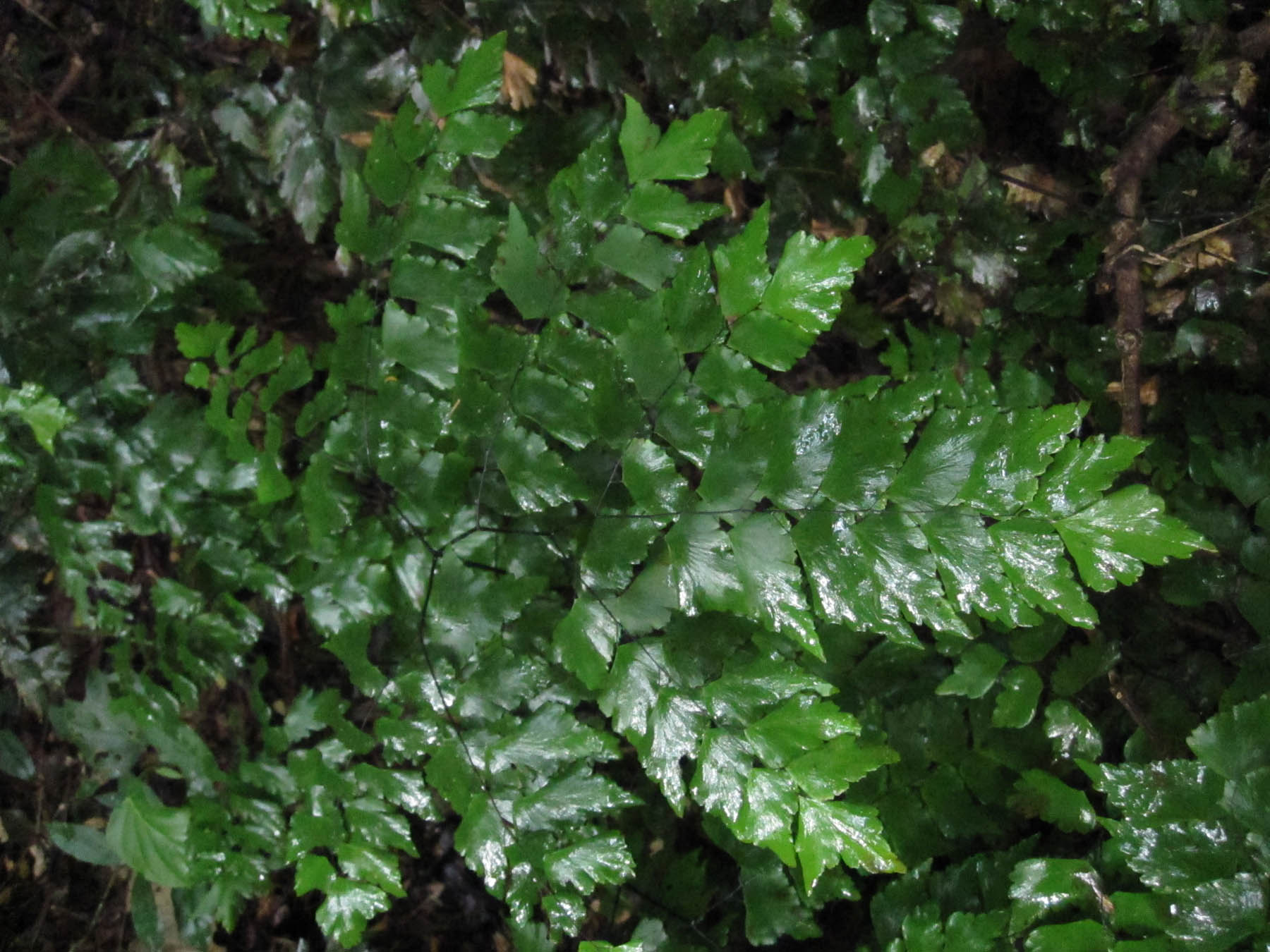 Adiantum pentadactylon