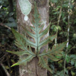 Doryopteris pentagona