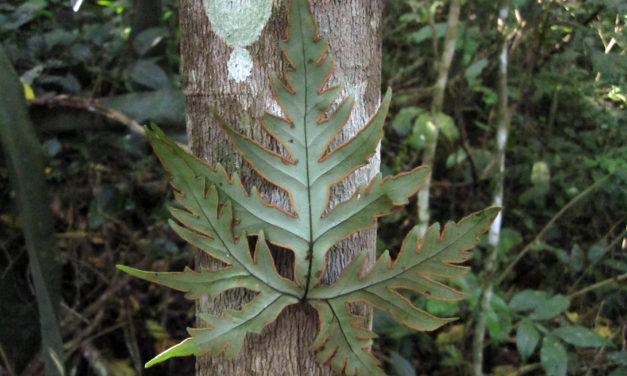 Doryopteris pentagona