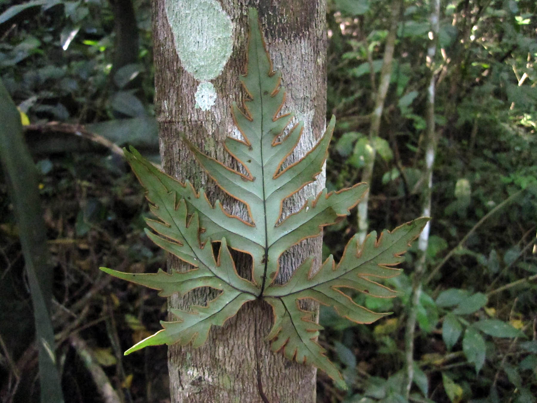 Doryopteris pentagona