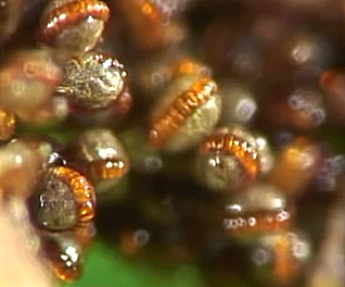 Ferns Spore video by Martin Microscope