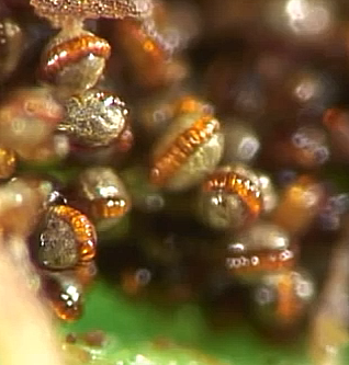 Ferns Spore video by Martin Microscope