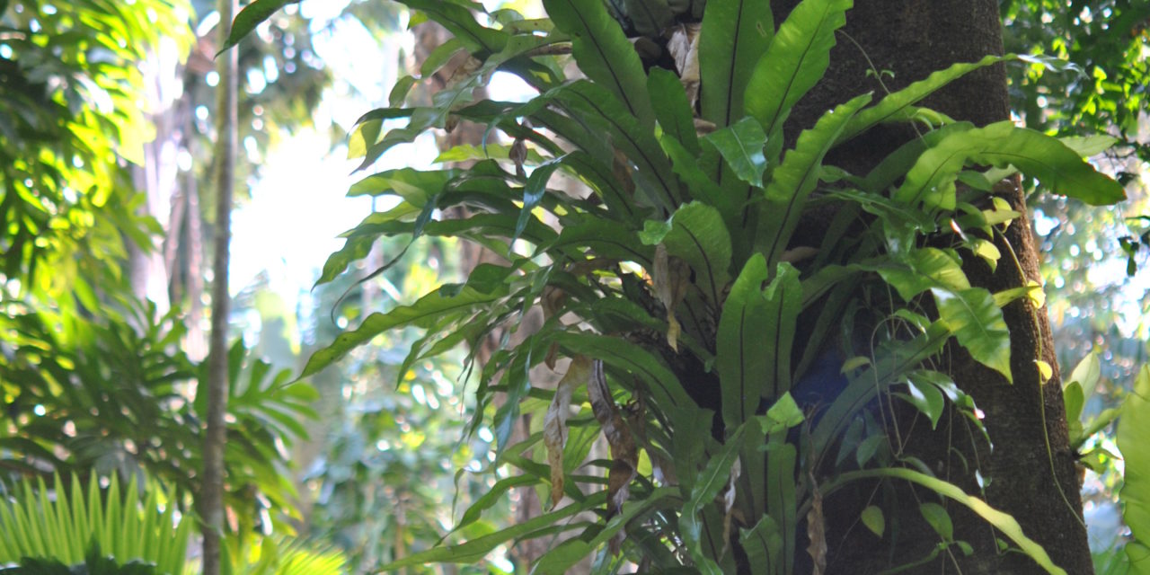 Asplenium australasicum